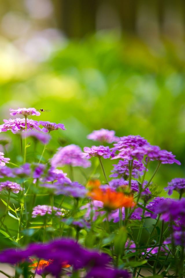 640x960 Flowers And Bumblebee - plant iPhone 4s Wallpaper