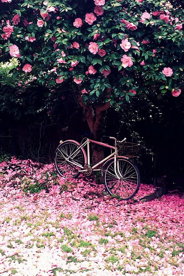 640x960 Camellia and bike - bike iPhone 4s Wallpaper