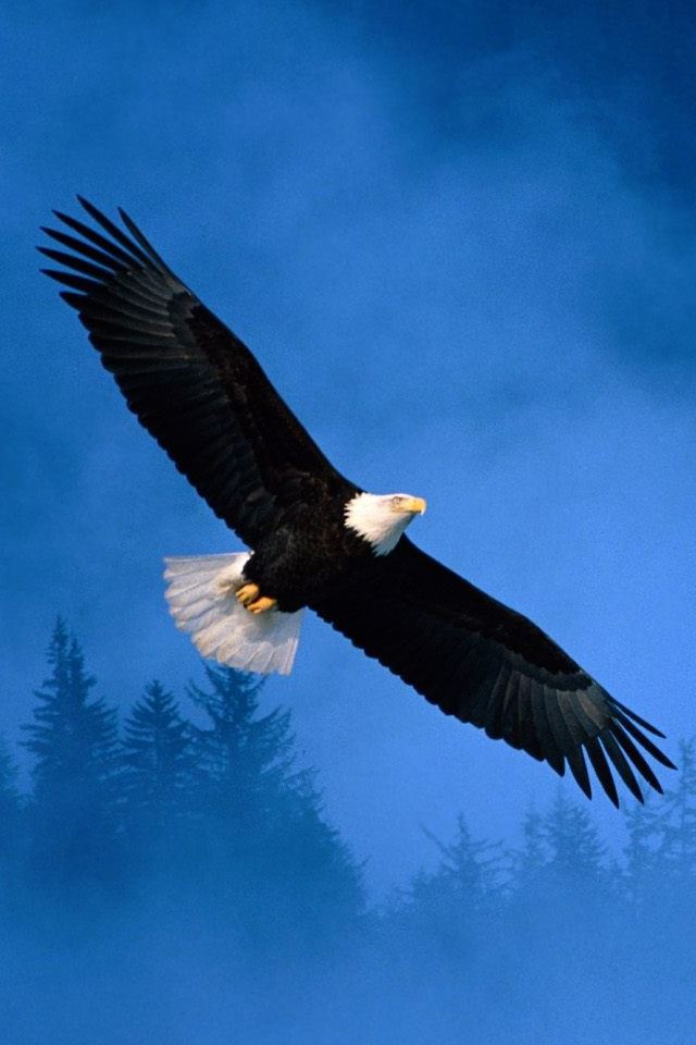 640x960 Flight Of Freedom Bald Eagle - tree iPhone 4s Wallpaper