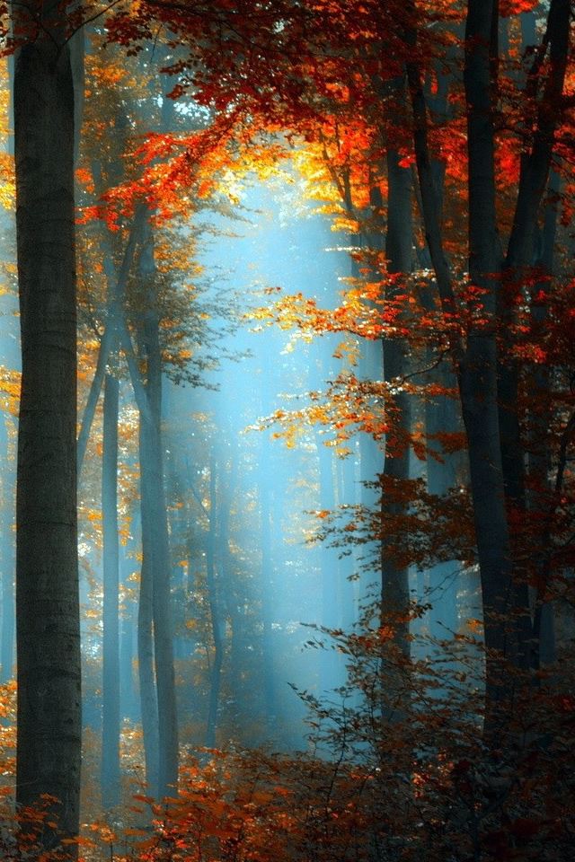 640x960 In The Heart Of The Forest - white iPhone 4s Wallpaper