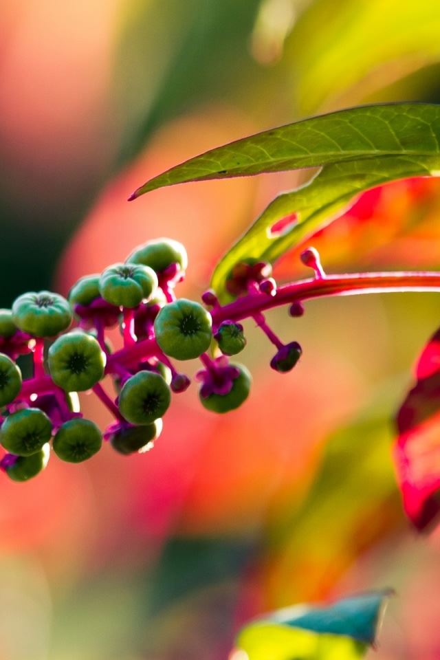640x960 Green Seeds - plant iPhone 4s Wallpaper
