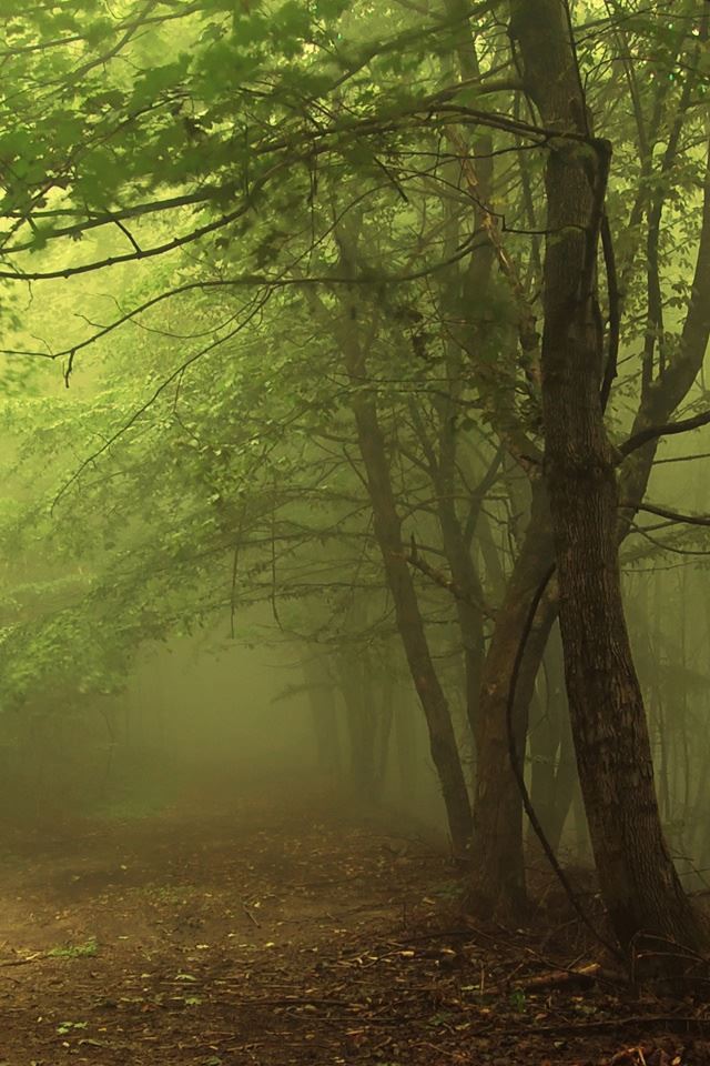 640x960 Dark Forest 3 - branch iPhone 4s Wallpaper