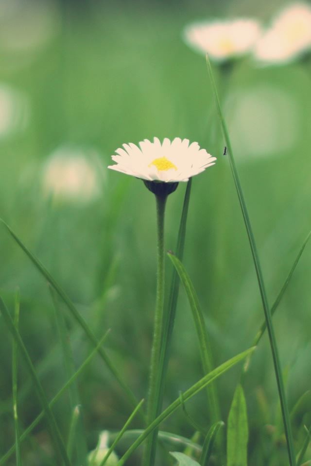 640x960 Small Daisies Macro - small iPhone 4s Wallpaper
