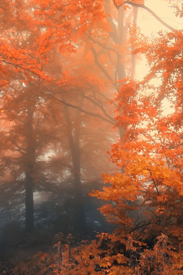 640x960 Autumn 19 - tree iPhone 4s Wallpaper
