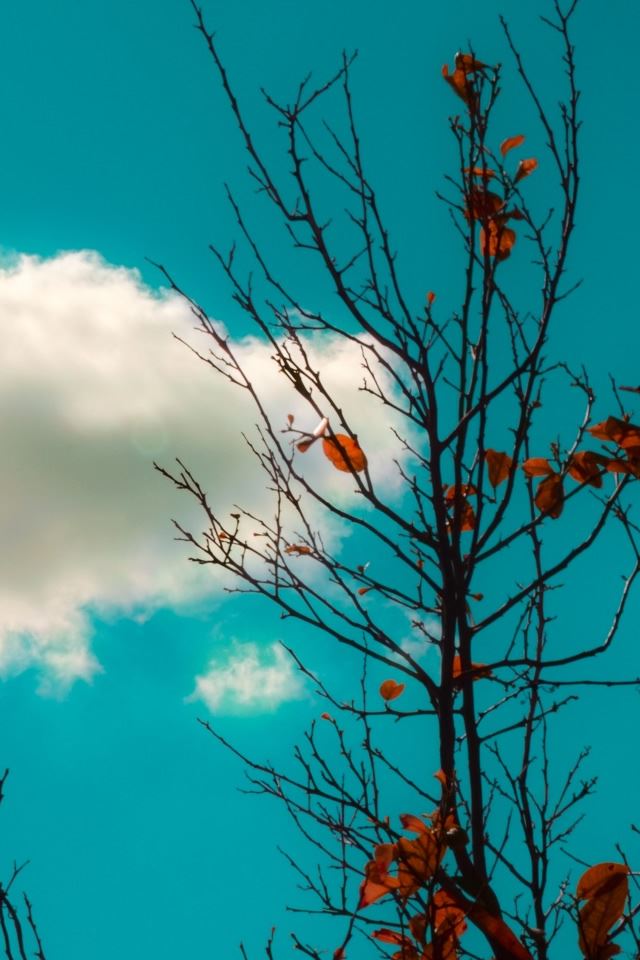 640x960 White Cloud - branch iPhone 4s Wallpaper