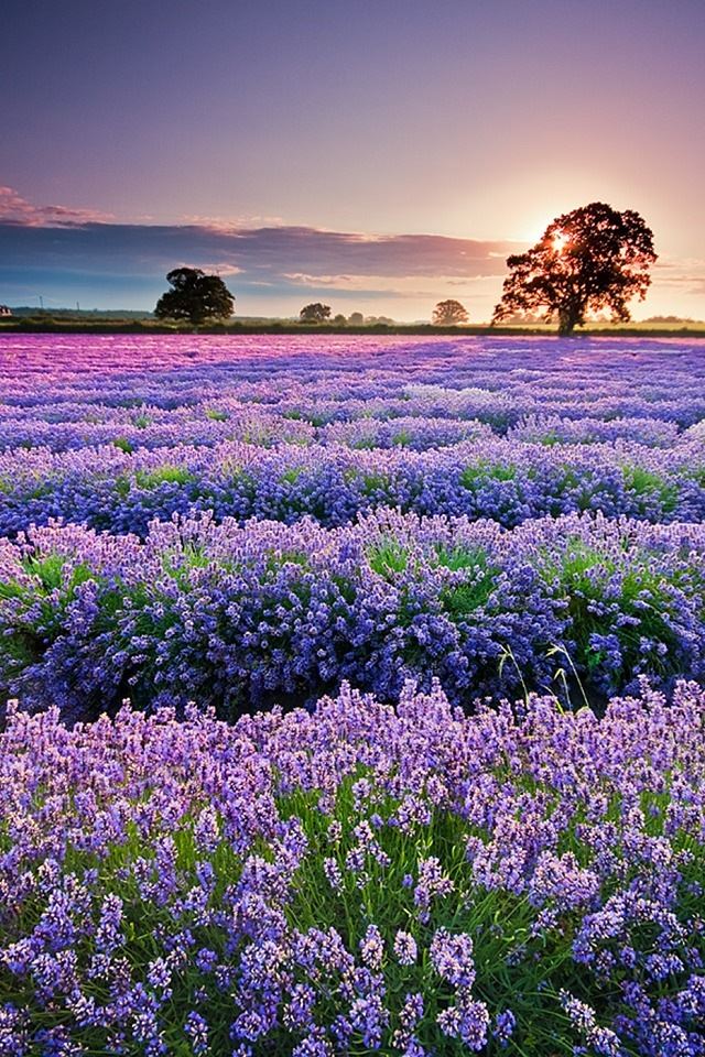 Lavender in Provence iPhone 4s wallpaper 