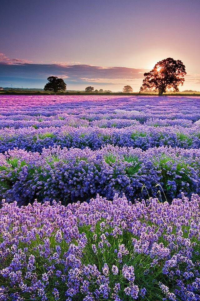640x960 Lavender in Provence - sunrise iPhone 4s Wallpaper