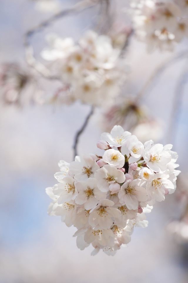 640x960 Cherry close up - cherry iPhone 4s Wallpaper