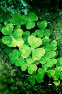 Lucky Grass wallpaper