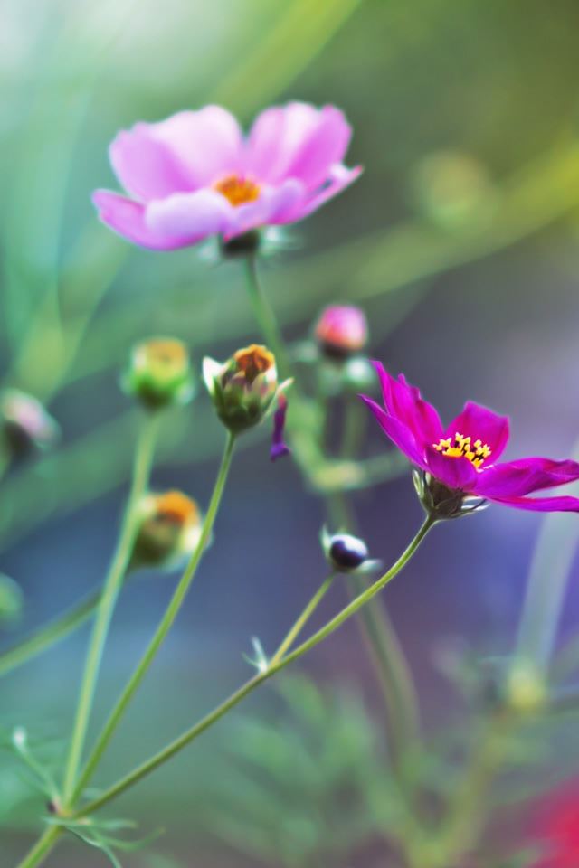 640x960 Amazing Flowers - leaf iPhone 4s Wallpaper