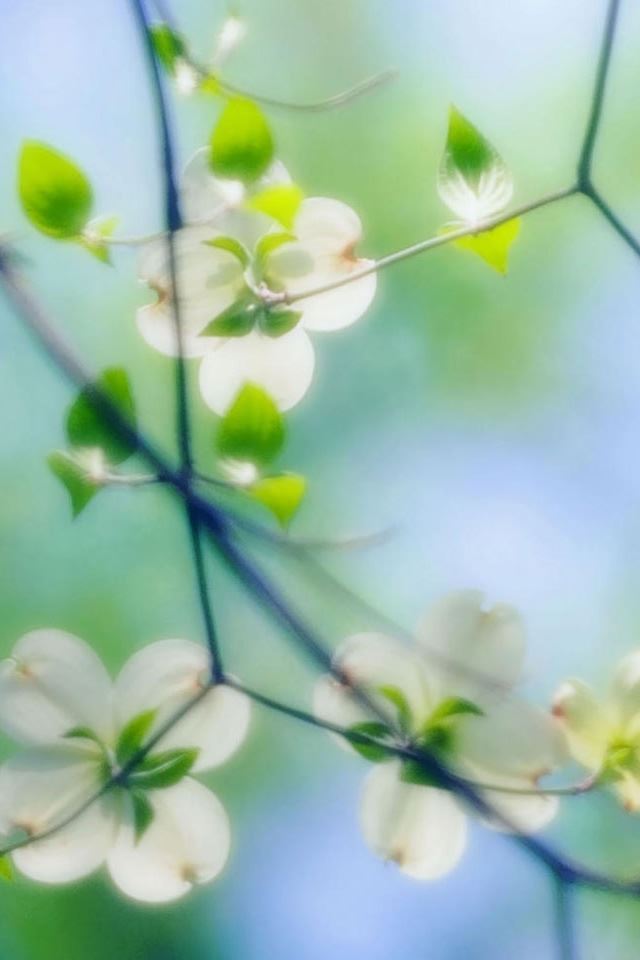 640x960 White Dogwood Blossoms - branch iPhone 4s Wallpaper