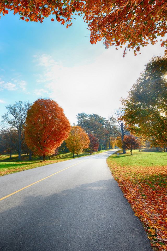 640x960 Autumn tree road landscape - landscape iPhone 4s Wallpaper