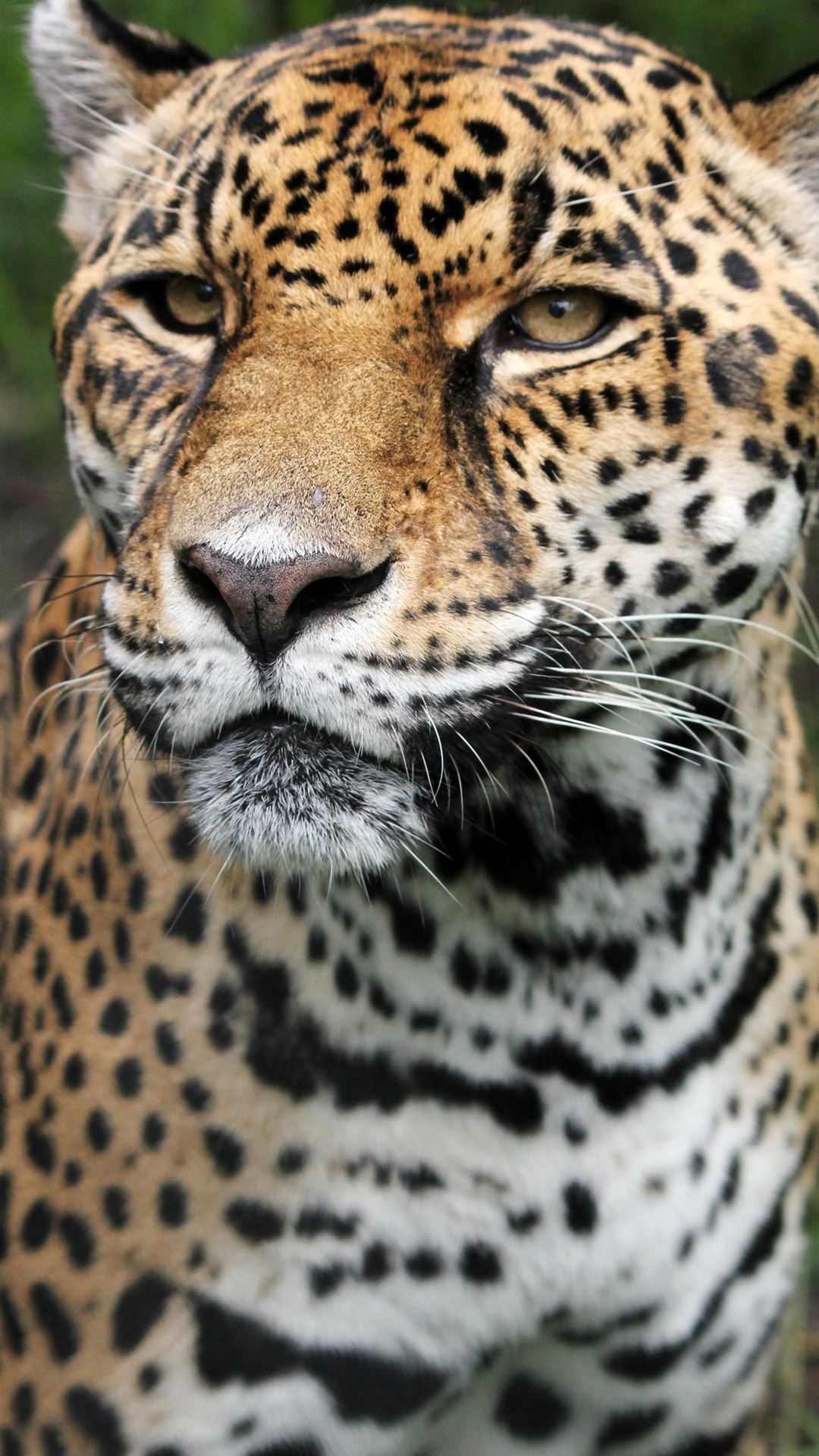 Jaguar Animal Hd 1080p teahub io iPhone Wallpapers Free Download