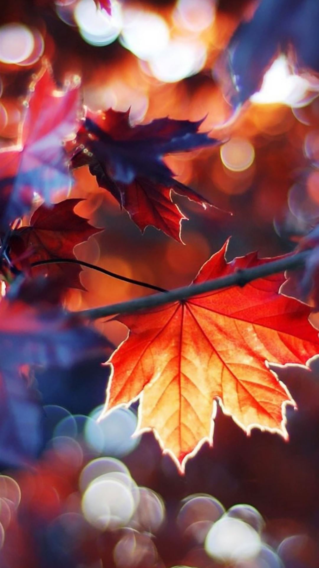Autumn Leaves iPhone Wallpapers Free Download