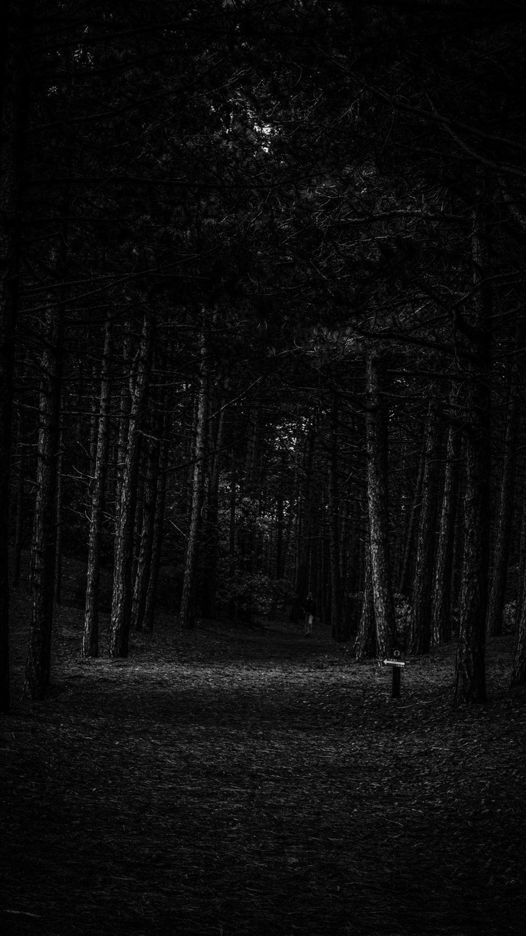 Dark Forest Wallpaper 4K Woods Night time Dark 2508