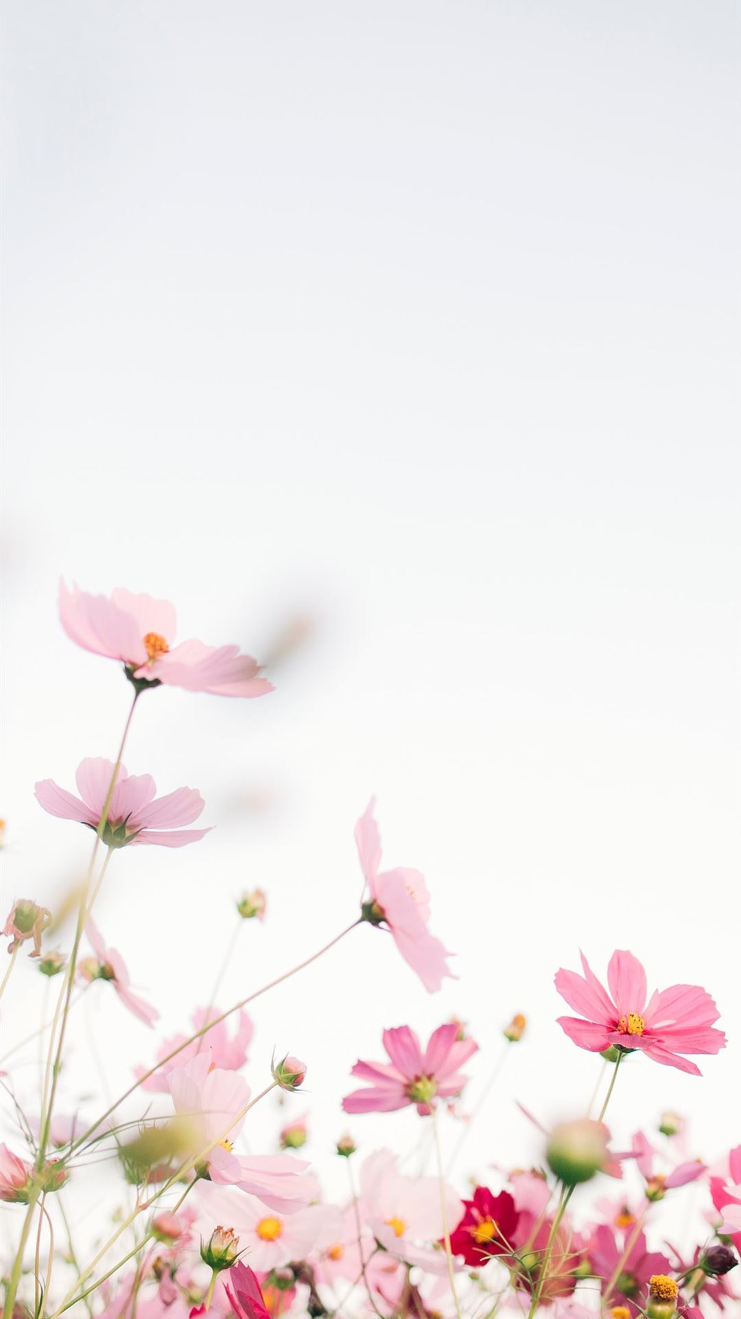 pink flowers with white background iPhone Wallpapers Free Download
