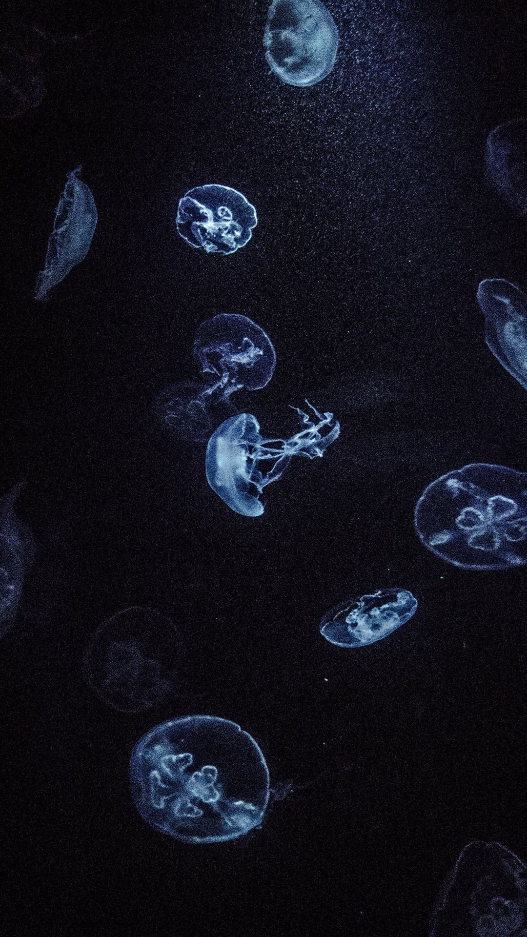 Jellyfish Jelly Fish Aquarium  Free photo on Pixabay  Pixabay