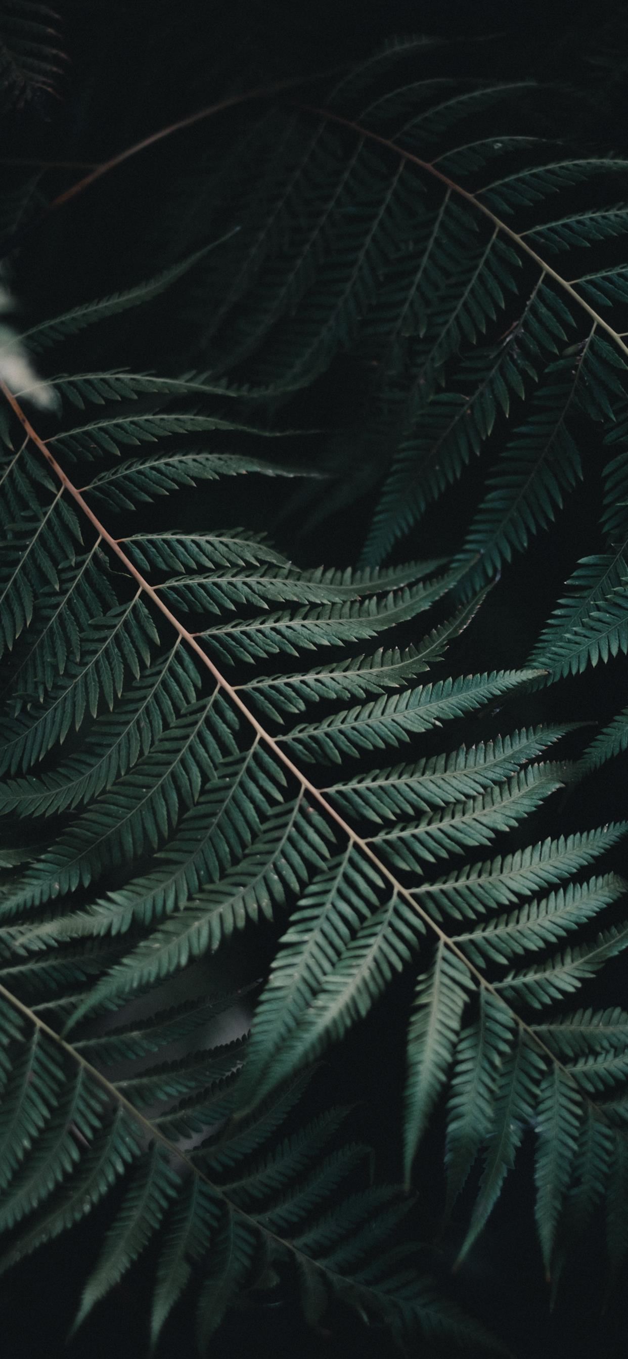 Amongst The Ferns Iphone Wallpapers Free Download