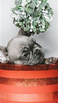 gray puppy in red box wallpaper