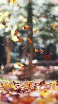 selective focus photography of orange and brown fa... wallpaper