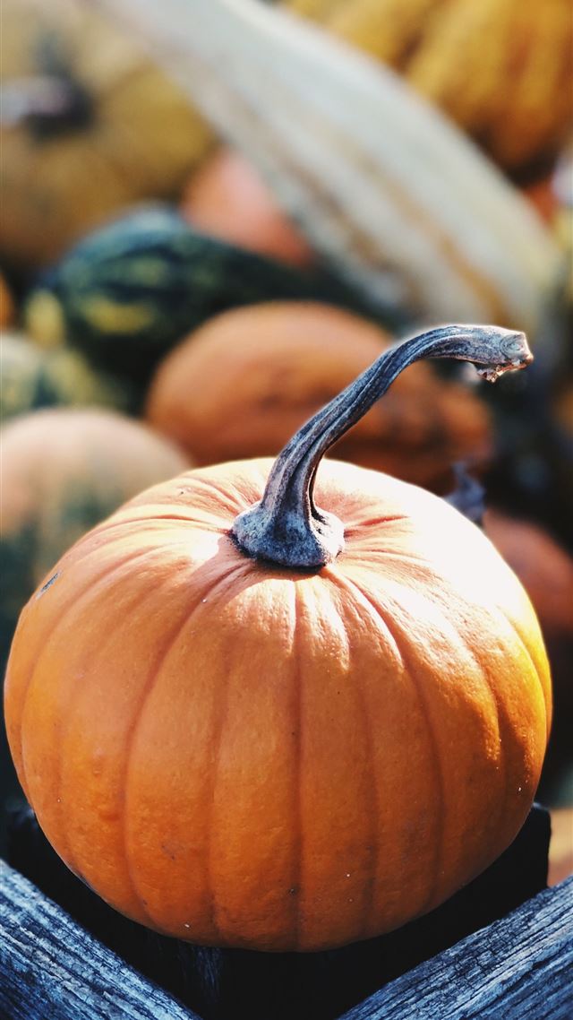 1080x1920 focus photography of pumpkin - thanksgiving iPhone 8 Wallpaper