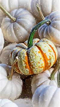 white and green squash wallpaper