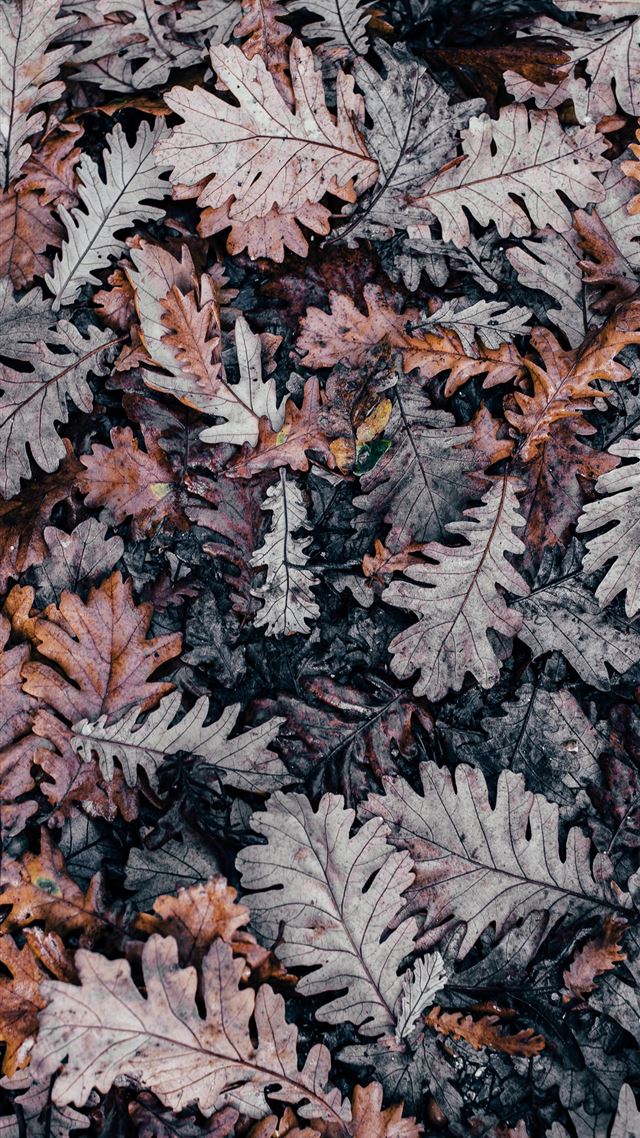 1080x1920 selective photography of dried leaf - fall iPhone 8 Wallpaper