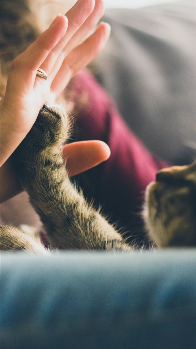 1080x1920 tabby cat touching person's palm - cute iPhone 8 Wallpaper