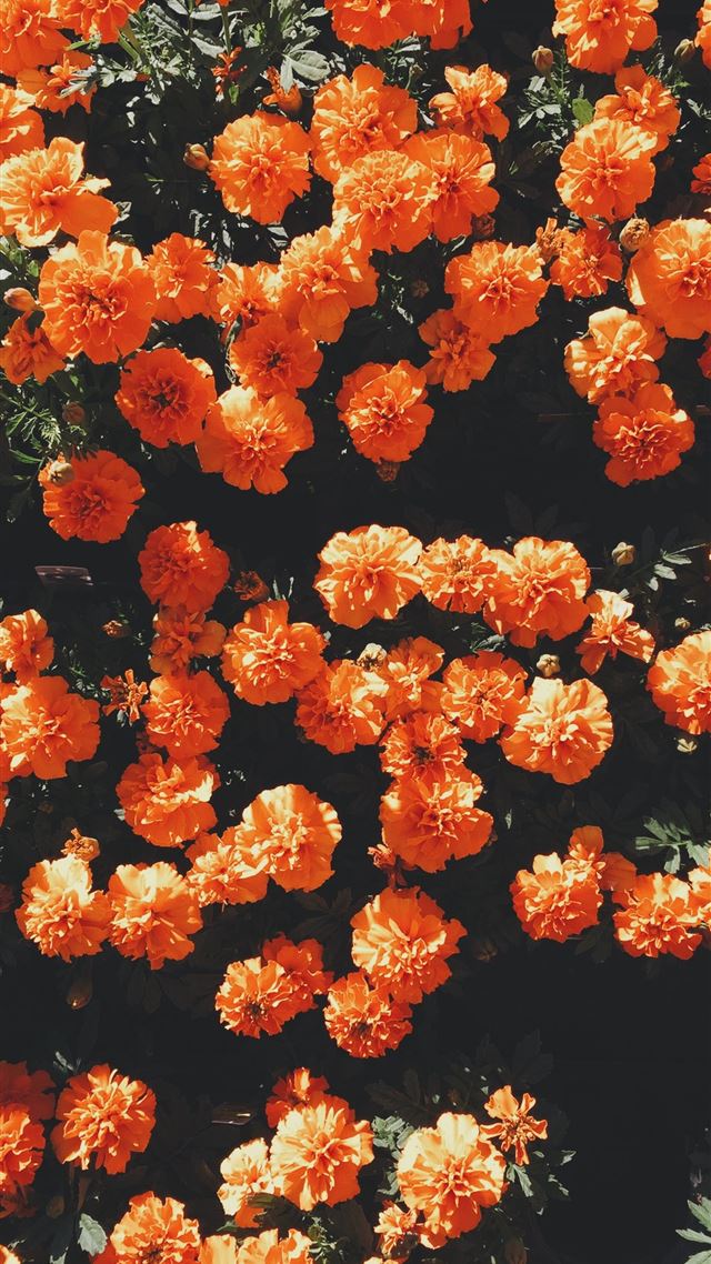 1080x1920 blooming orange petaled flowers at daytime - flower iPhone 8 Wallpaper