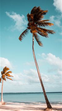 two coconut palm trees near shore under white clou... wallpaper