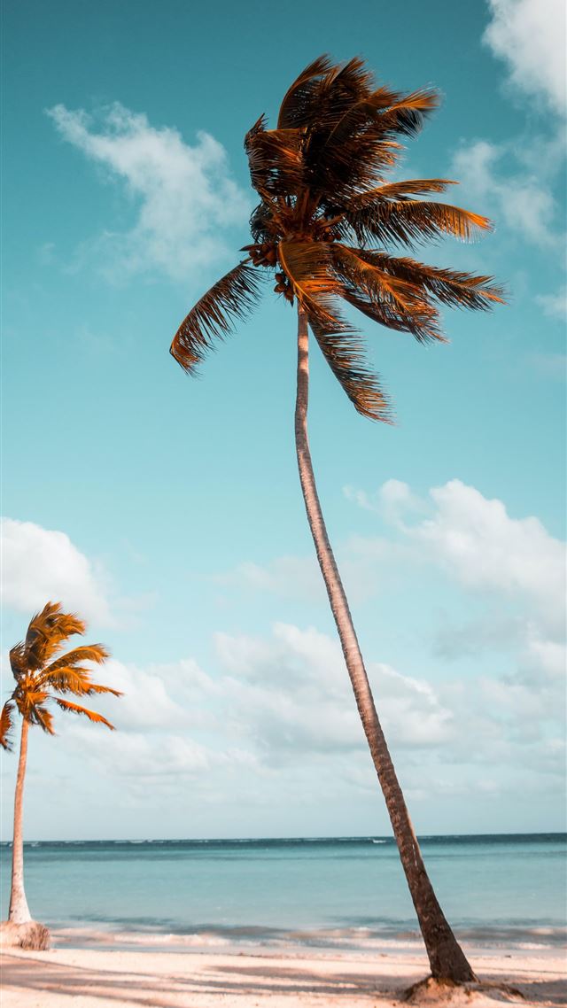1080x1920 two coconut palm trees near shore under white clou... - dominican republic iPhone 8 Wallpaper