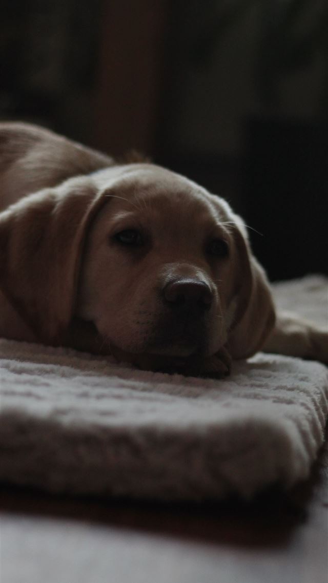 1080x1920 beige dog on rug - cute iPhone 8 Wallpaper