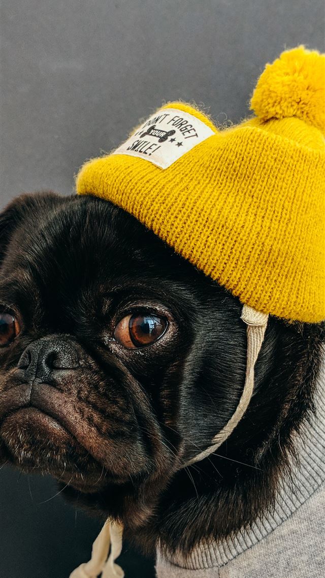 1080x1920 dog wearing shirt with hat - yellow iPhone 8 Wallpaper