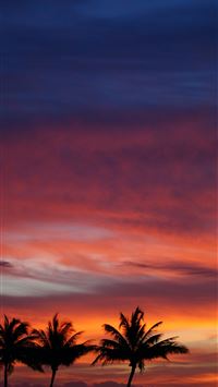 several trees during sunset wallpaper