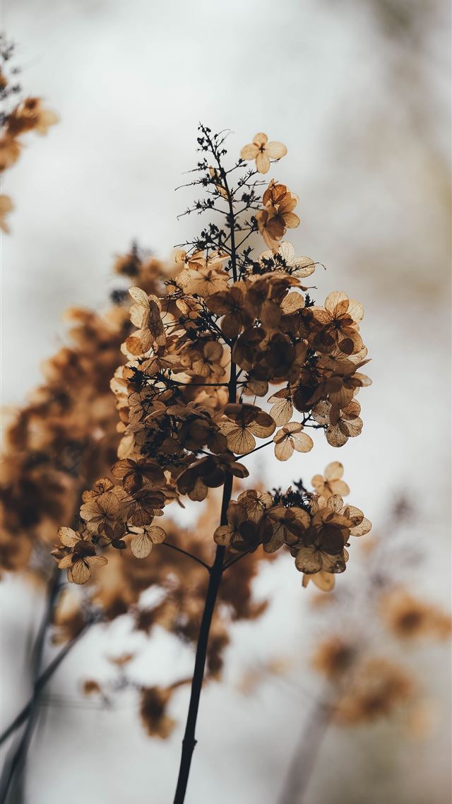 1080x1920 close up photography of brown leaf plant - gray iPhone 8 Wallpaper