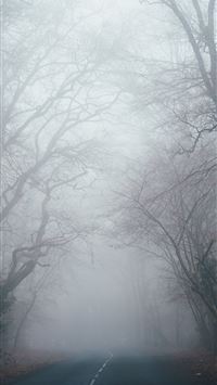 bare tree between road wallpaper