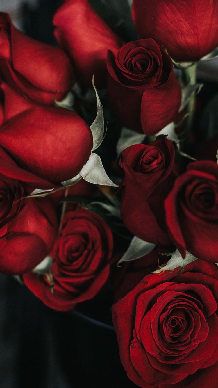 red roses iPhone 8 wallpaper 