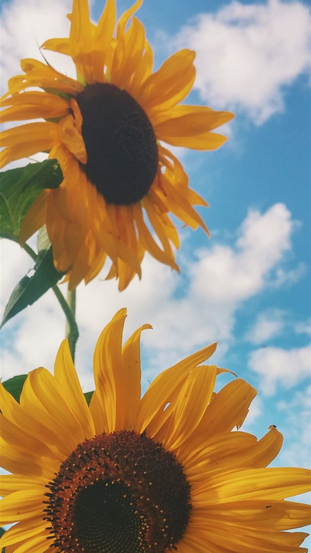 1080x1920 closeup photo of sunflower - yellow iPhone 8 Wallpaper