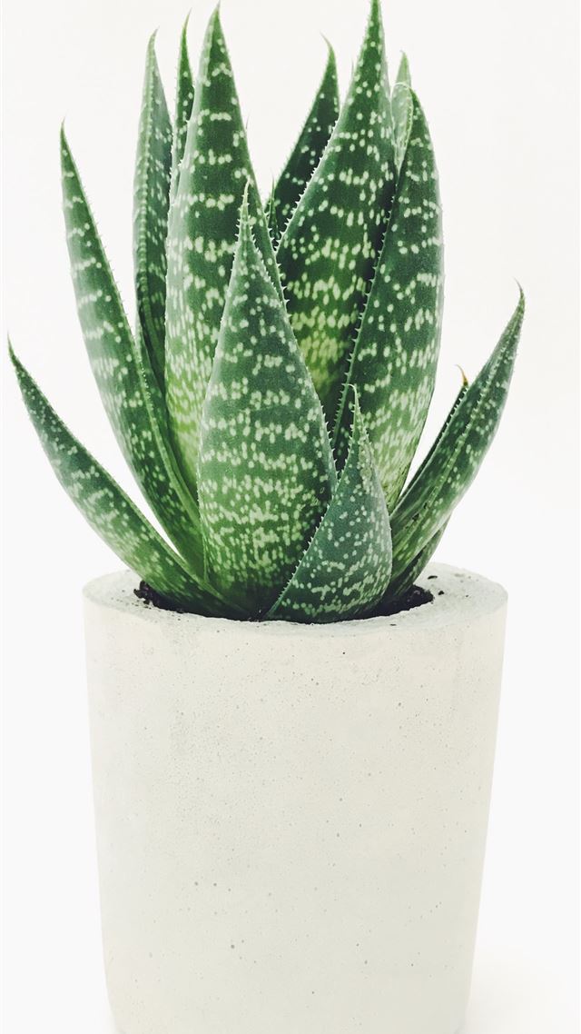 1080x1920 Aloe vera in white pot - fort myers iPhone 8 Wallpaper