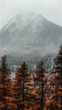 brown pine trees near mountain covered with fog wallpaper