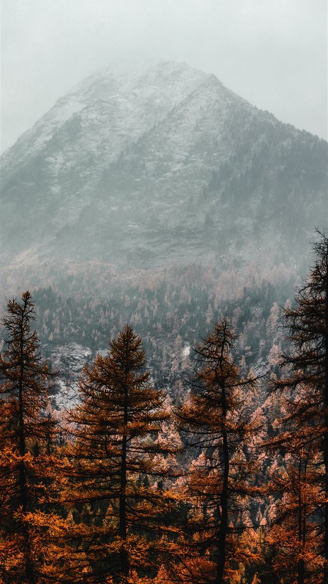 1080x1920 brown pine trees near mountain covered with fog - fall iPhone 8 Wallpaper