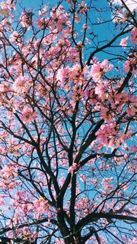 pink petaled flowering tree wallpaper