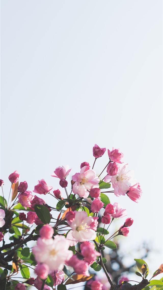 1080x1920 white and pink flowers - spring iPhone 8 Wallpaper