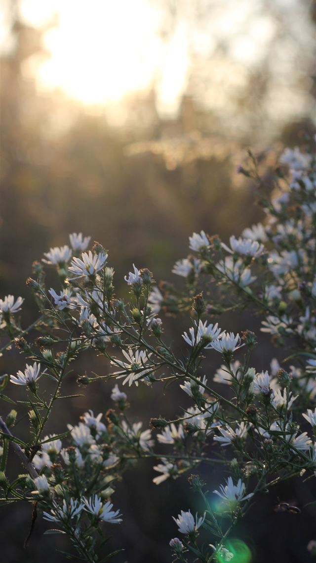 1080x1920 white petaled flowers - spring iPhone 8 Wallpaper