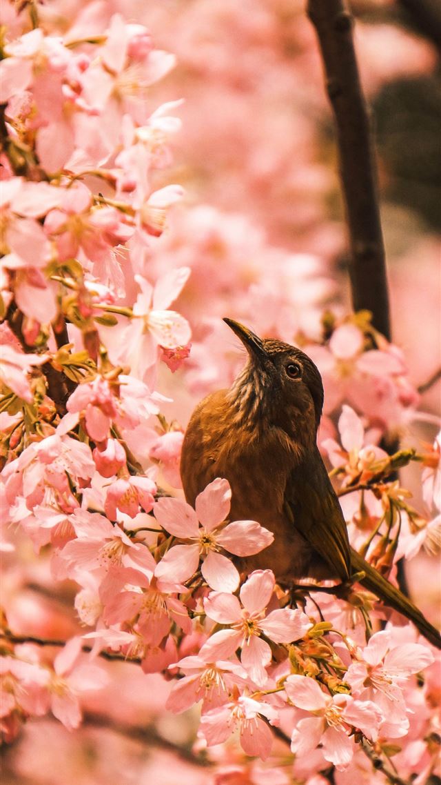 1080x1920 brown bird fetched on tree branch - spring iPhone 8 Wallpaper