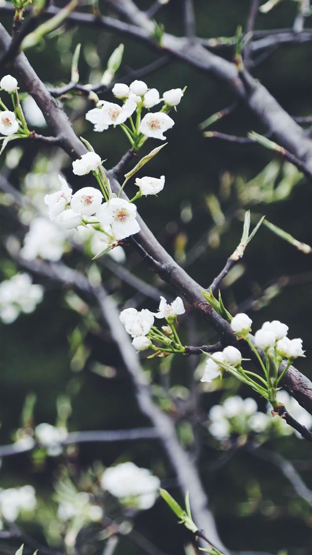 1080x1920 selective focus photography of white petaled flowe... - spring iPhone 8 Wallpaper