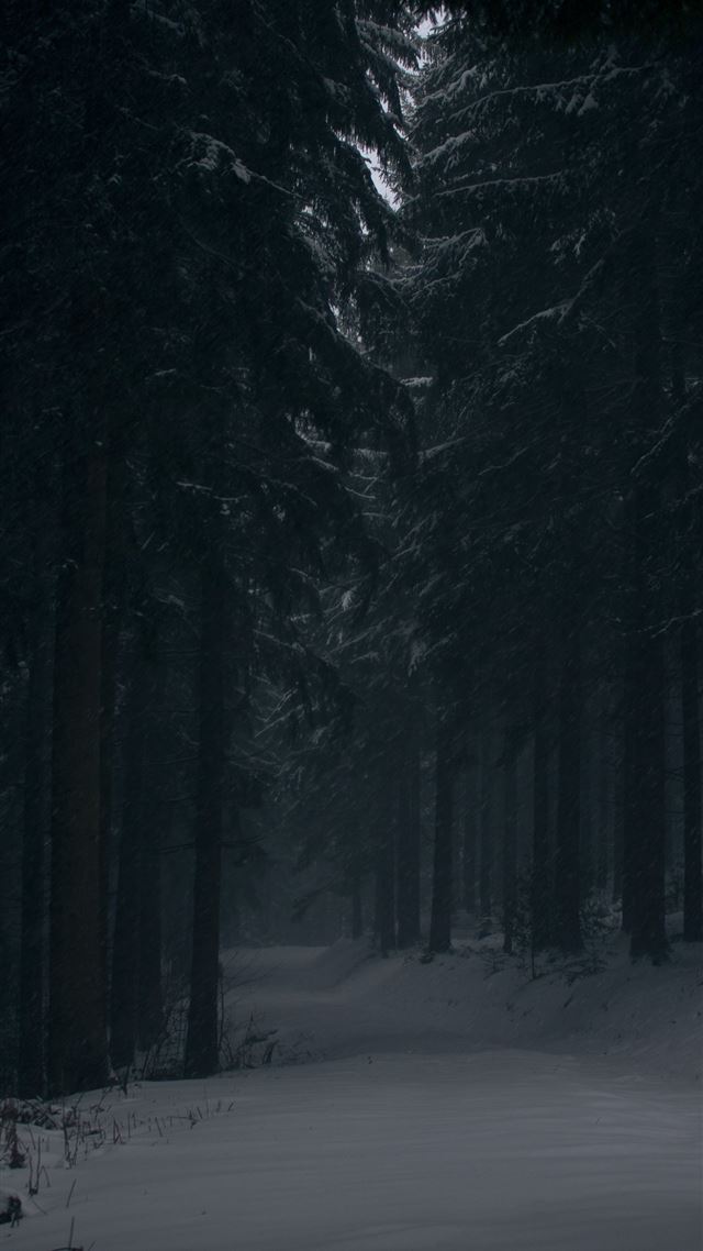 1080x1920 pine trees covered by snow at daytime - black iPhone 8 Wallpaper
