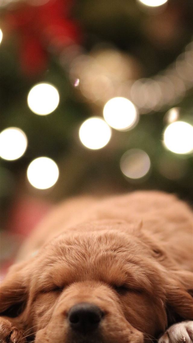 1080x1920 golden retriever puppy bokeh photography - christmas iPhone 8 Wallpaper