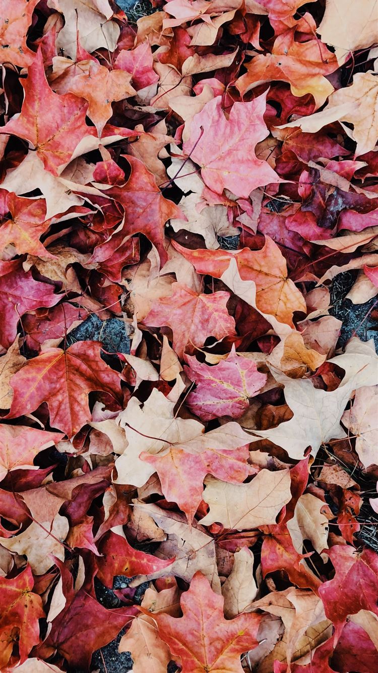 dried leaves iPhone 8 wallpaper 