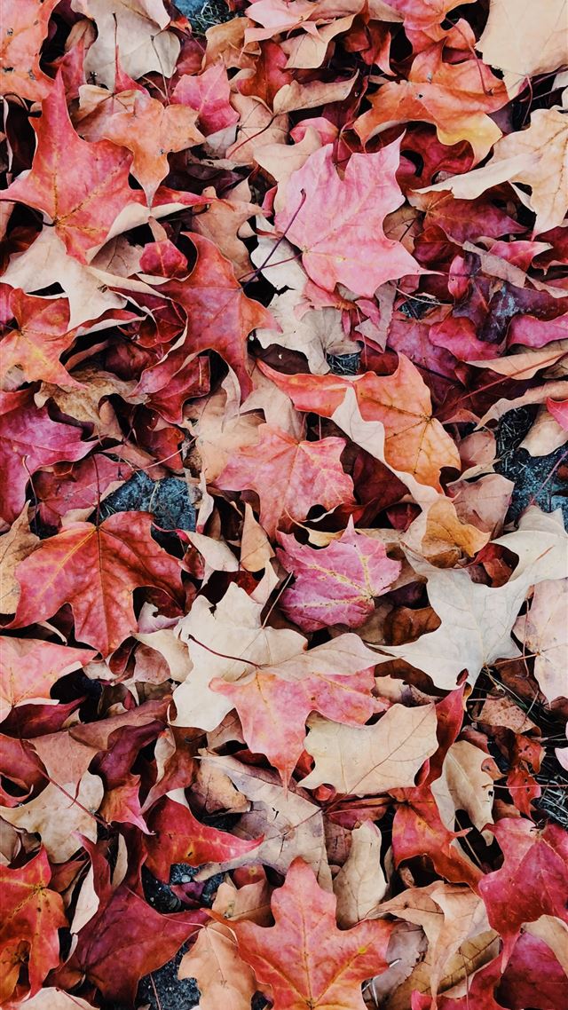 1080x1920 dried leaves - fall iPhone 8 Wallpaper